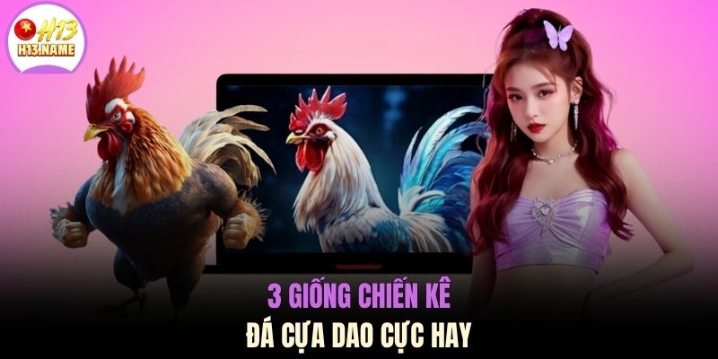 Đá Gà Cựa Dao Kịch Tính Cùng 3 Giống Chiến Kê Hàng Đầu 3 3 giống chiến kê đá cựa dao cực hay