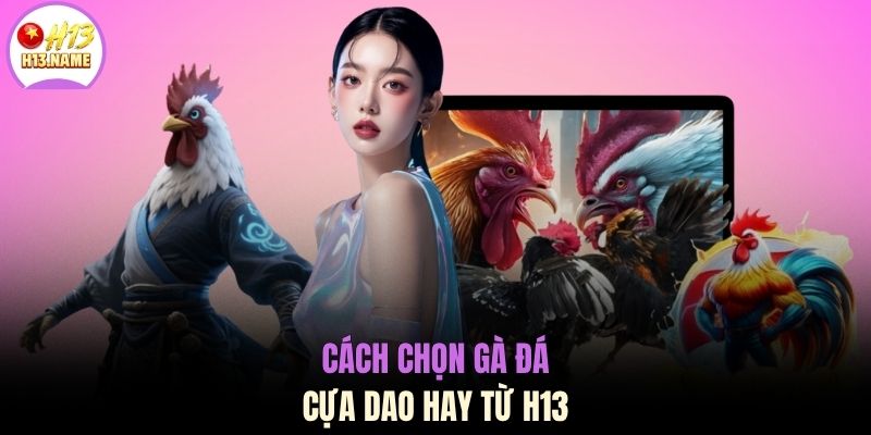 Đá Gà Cựa Dao Kịch Tính Cùng 3 Giống Chiến Kê Hàng Đầu 4 Cách chọn gà đá cựa dao hay từ H13